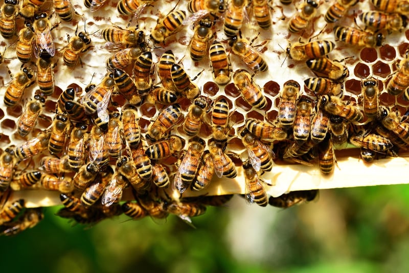 Eco-Friendly Beeswax Wraps